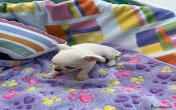 Chihuahua perros en venta: Increíble machito chihuahua tot - Imagen 10