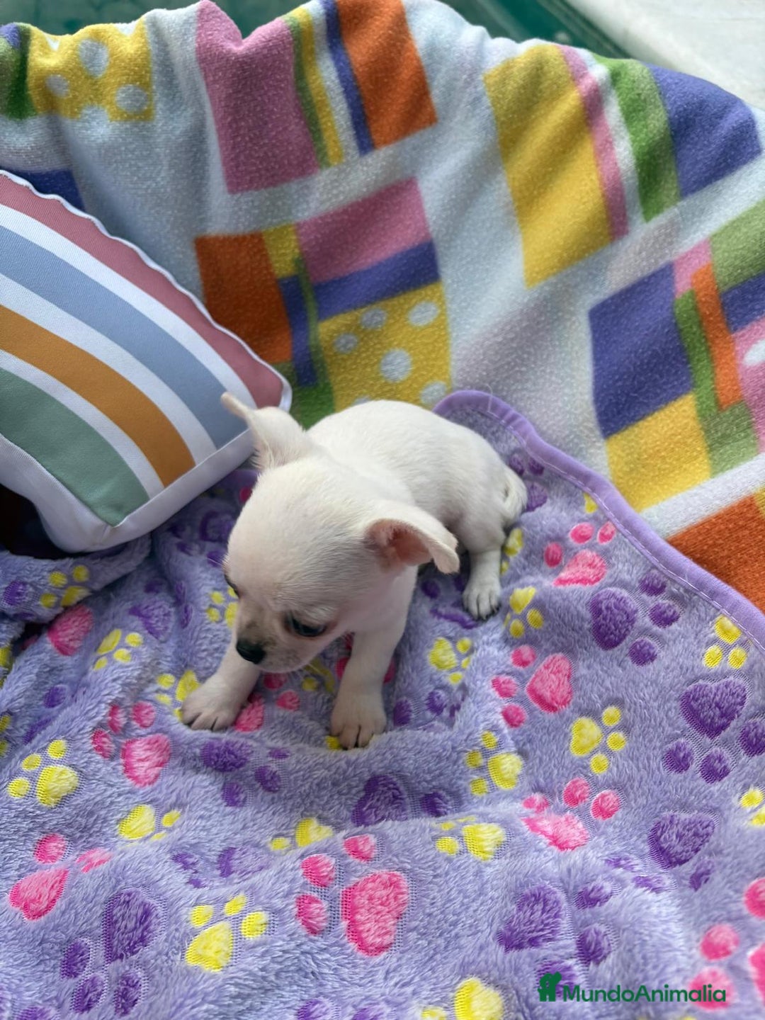 Chihuahua perros en venta: Increíble machito chihuahua tot - Imagen 10