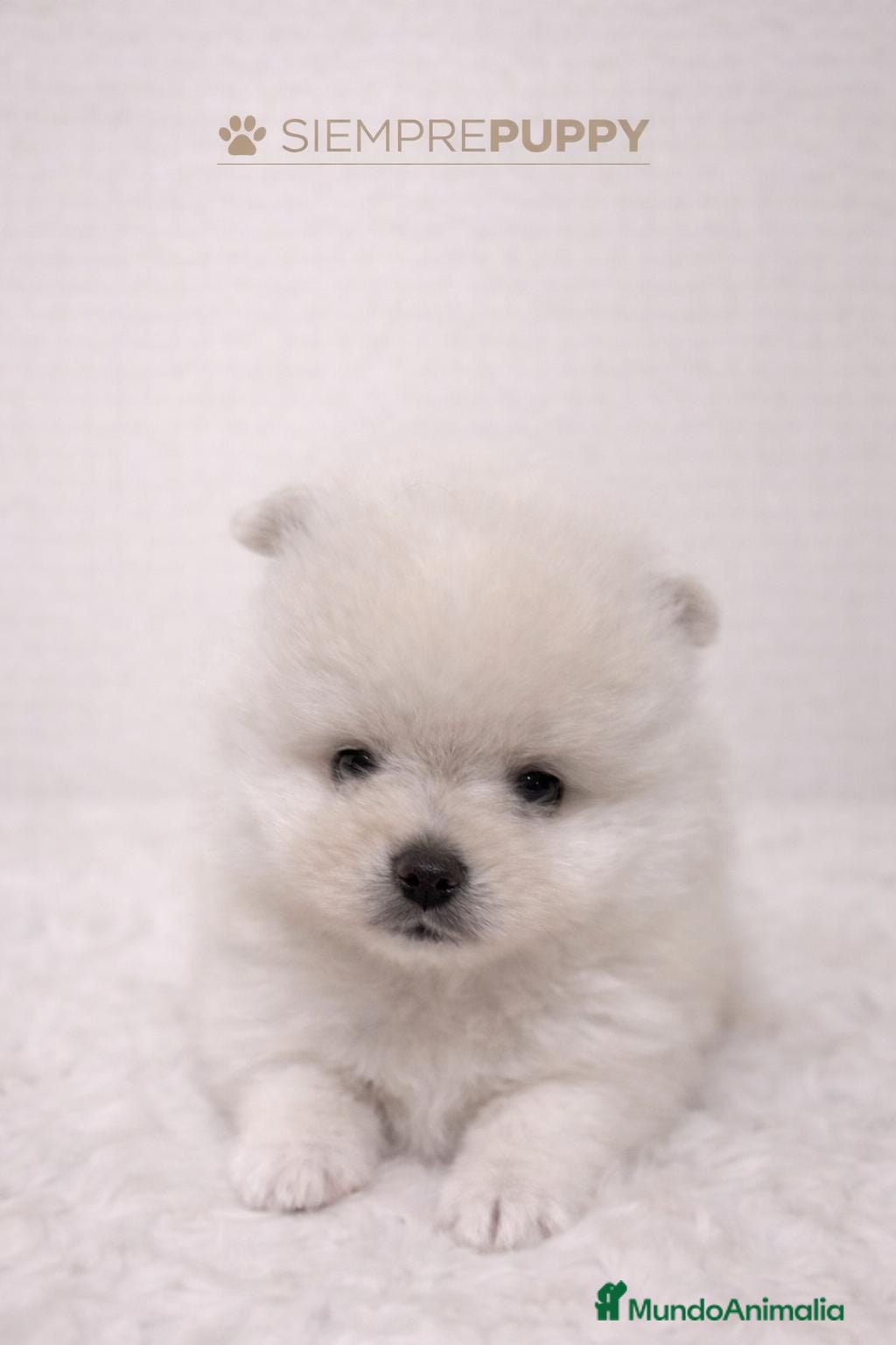 Pomerania perros POMERANIA BLANCO TOY - Anuncio 2