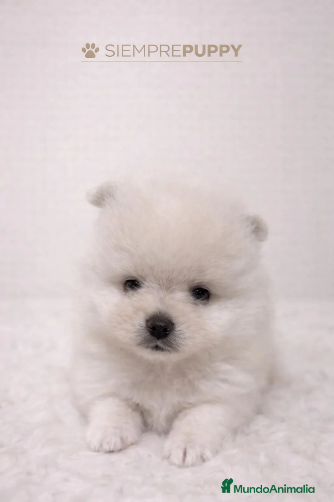 Pomerania perros en venta: POMERANIA BLANCO TOY - Anuncio 1