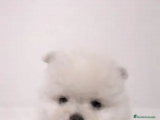 Pomerania perros POMERANIA BLANCO TOY - Anuncio 2