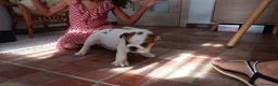 Bulldog Inglés perros en venta: Cachorro de Bulldog Inglés  - Anuncio 4