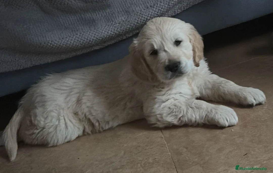 Golden Retriever perros en venta: Oferta Golden pedigree - Anuncio 2
