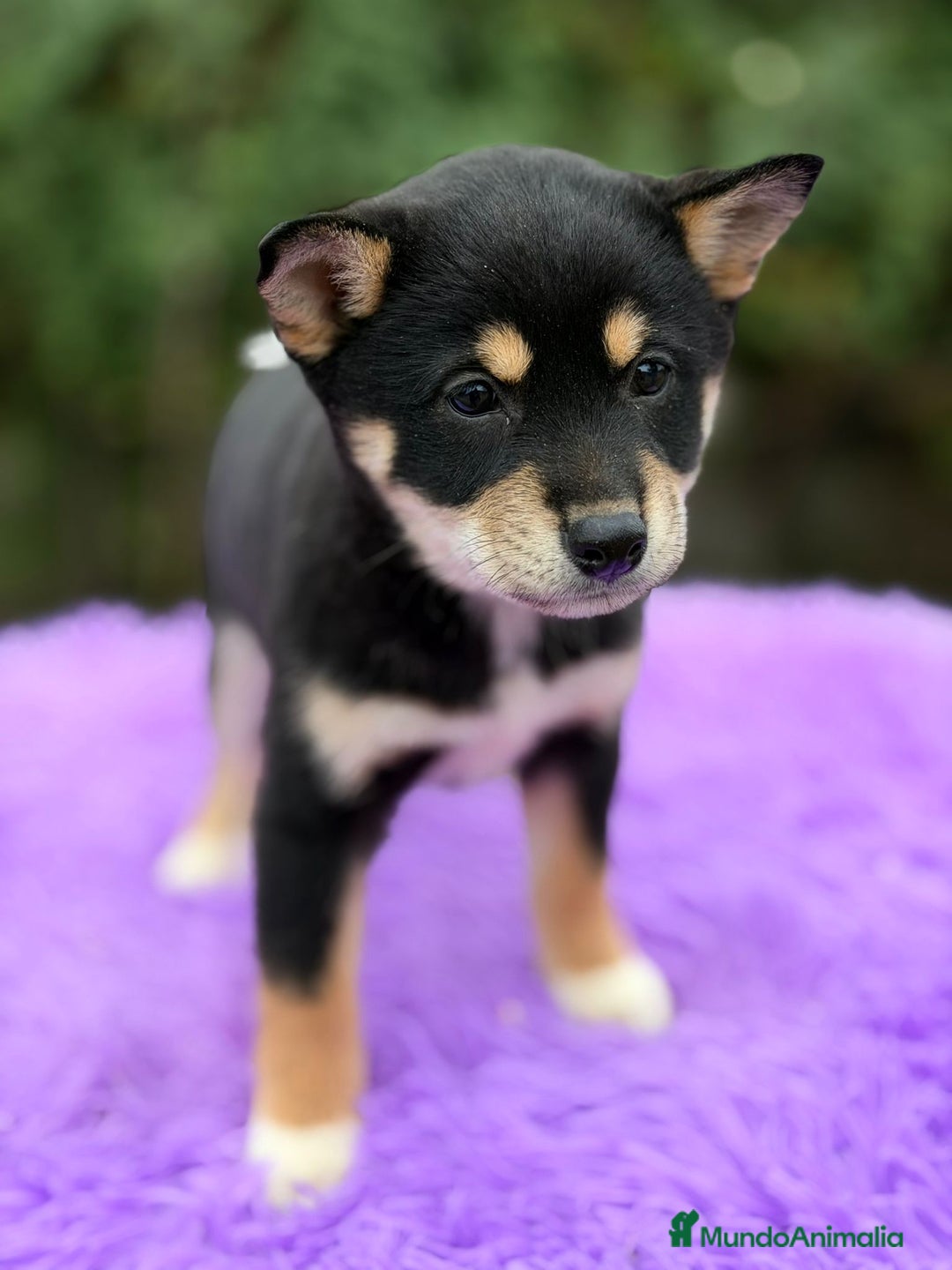 Shiba Inu perros en venta: Shiba inu negra - Anuncio 4