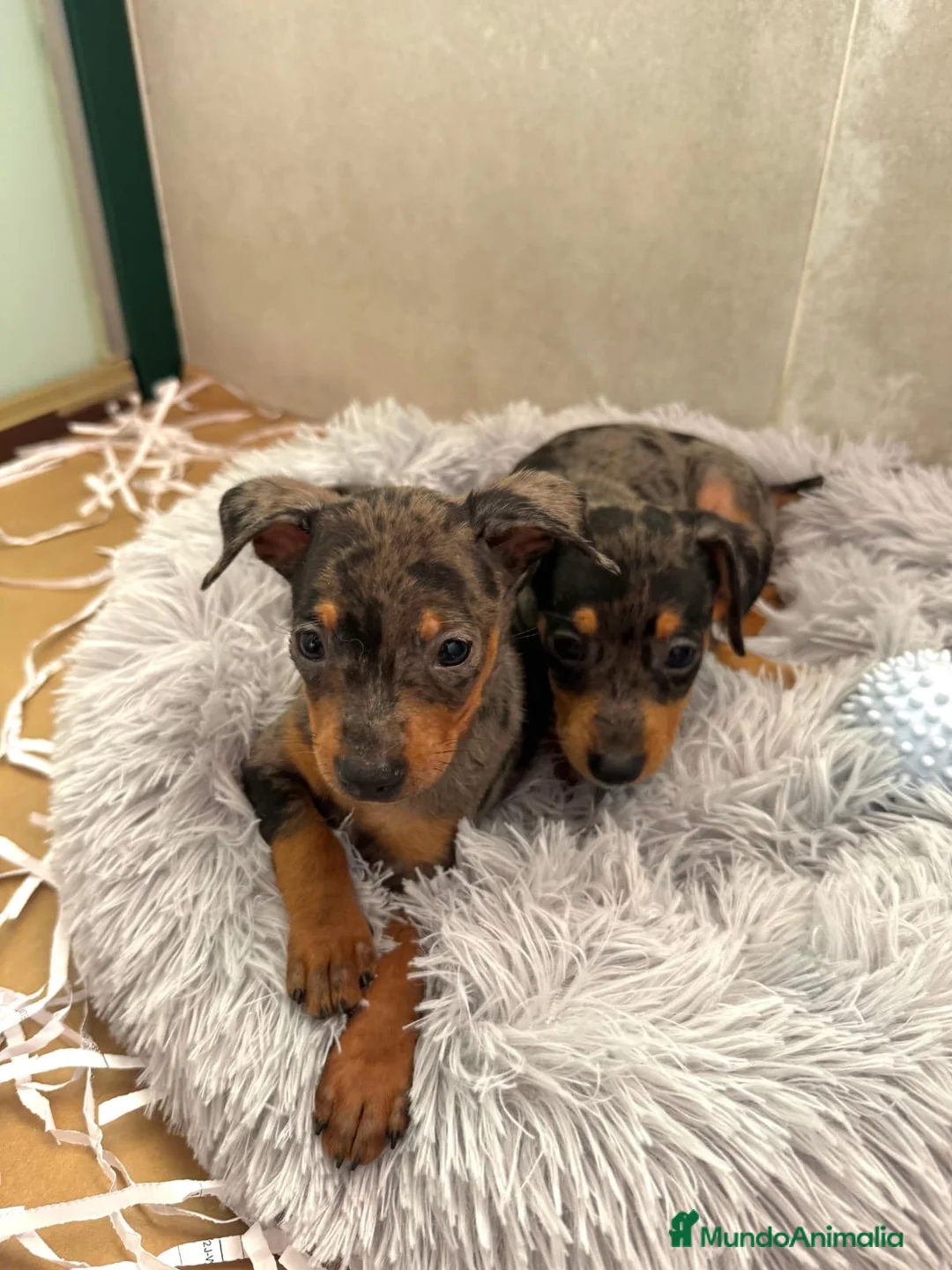 Pinscher Miniatura perros en venta: Caraby Harlequin Pinscher Benidorm  - Anuncio 2