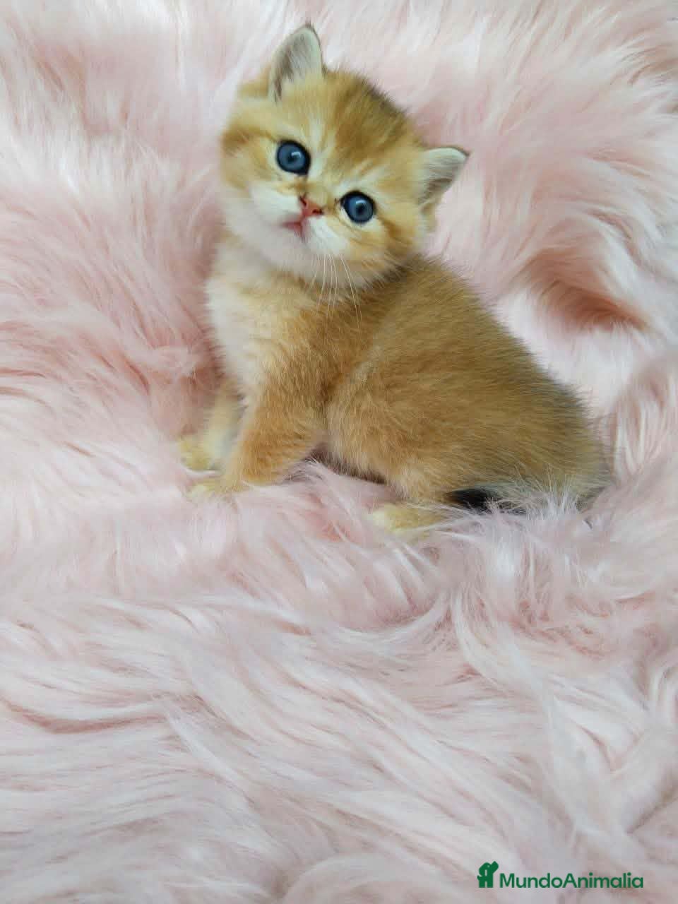 Británico de Pelo Corto gatos British shorthair - Anuncio 1
