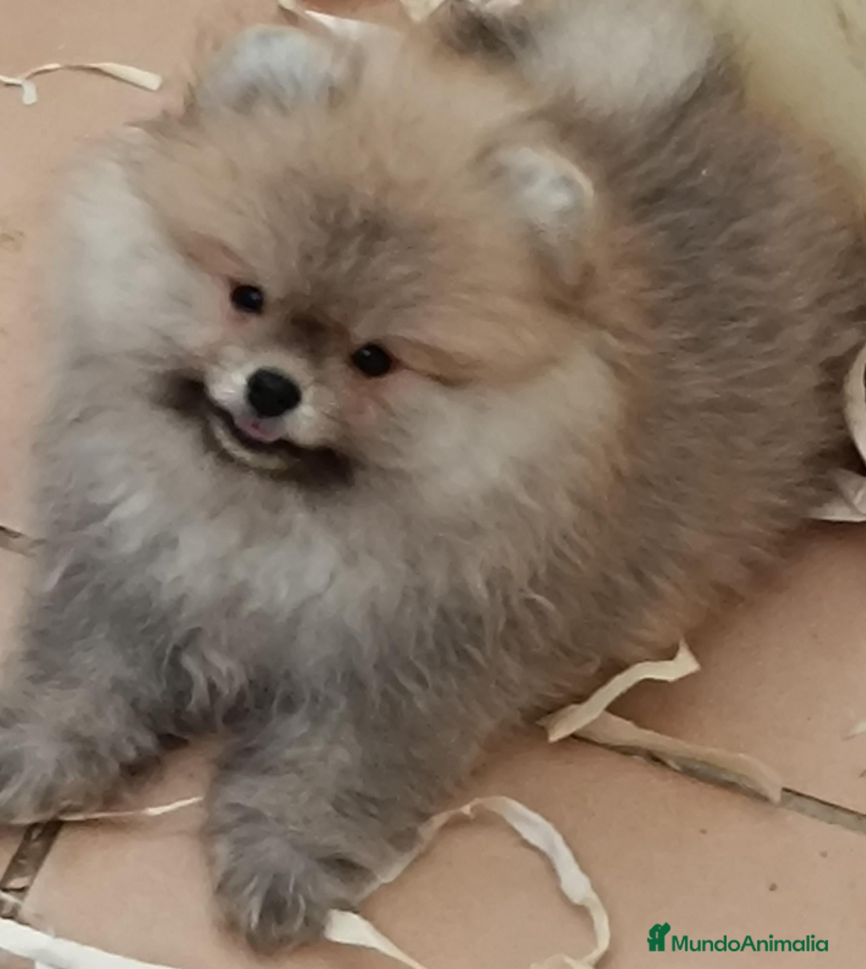Pomerania perros Pomerania  - Anuncio 2