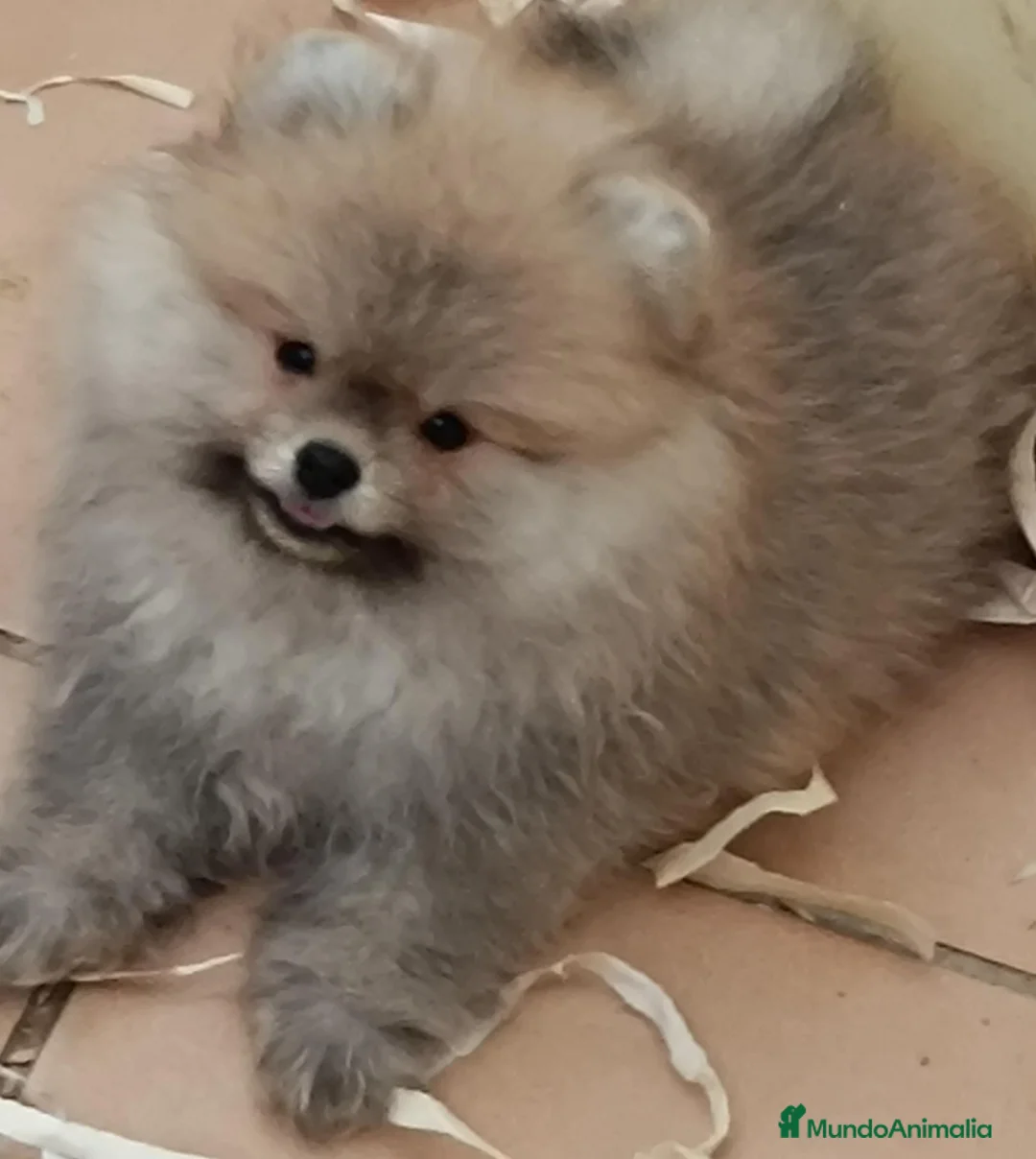 Pomerania perros en venta: Pomerania  - Anuncio 1