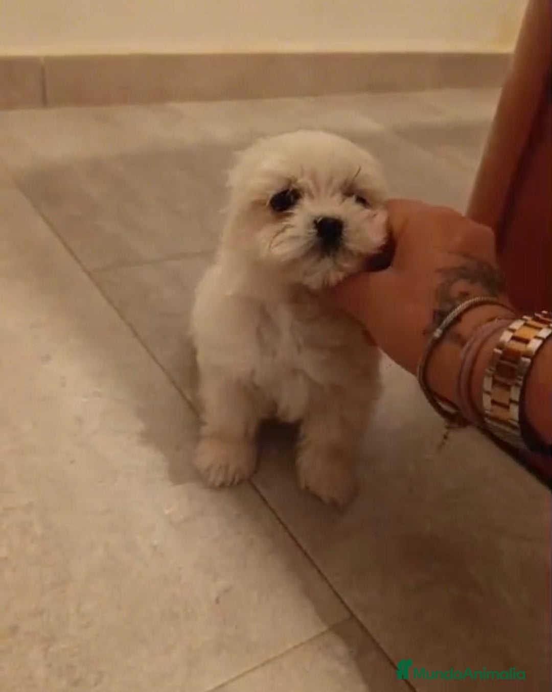 Bichón Maltés perros en venta: Bichon maltés toy - Imagen 6
