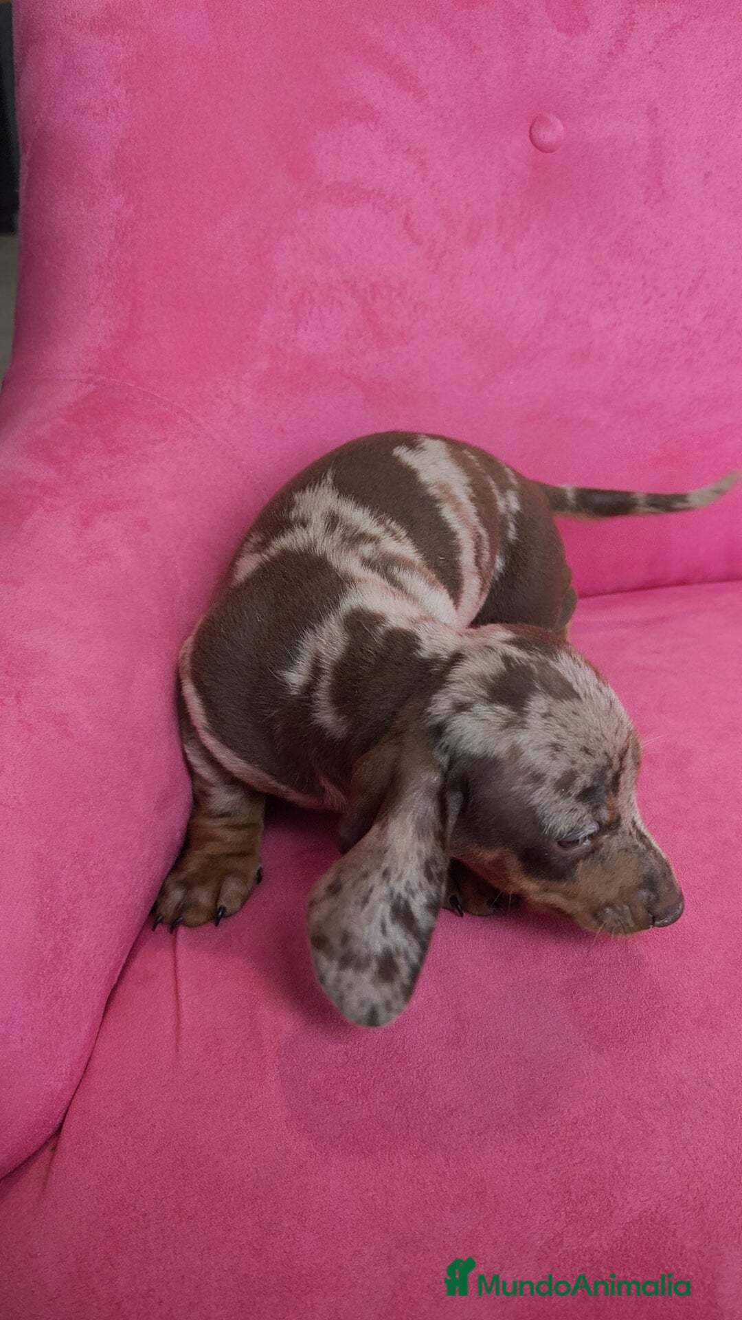 Teckel Miniatura perros en venta: Teckel mini arlequín ♂️♀️ - Anuncio 6