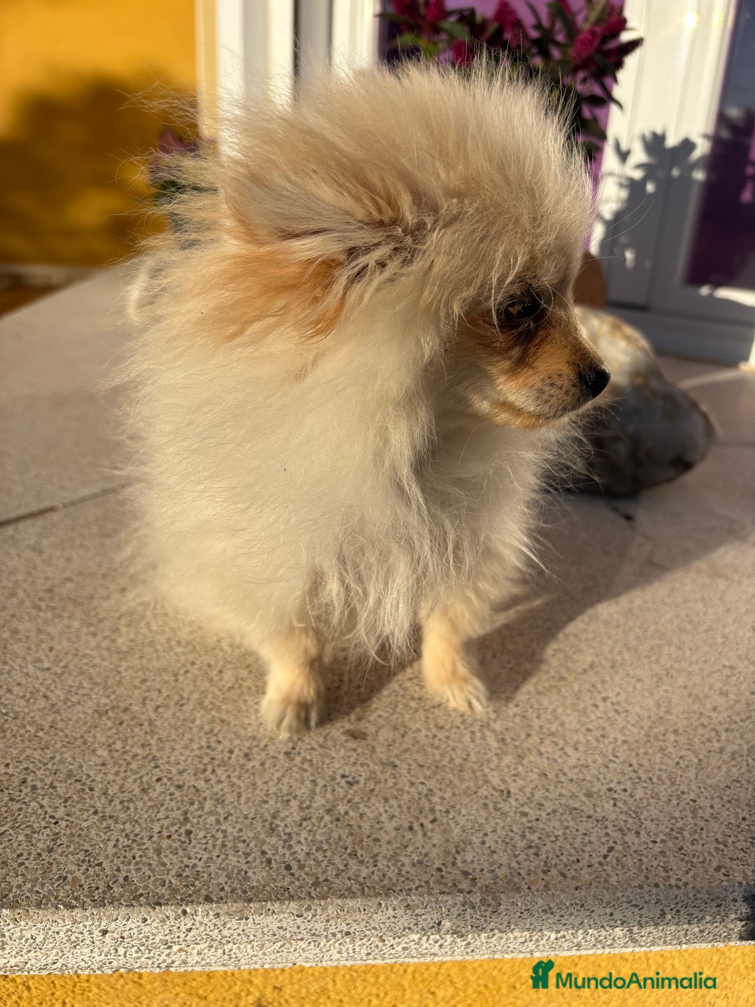 Pomerania perros en venta: Lulu Pomerania Micro Toy  - Anuncio 17