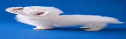 Bichón Maltés perros en venta: Bichon Maltes toy  - Anuncio 7