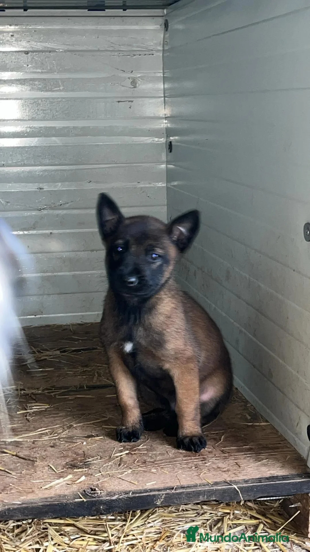 Pastor Belga Malinois perros en venta: Pastor belga malinois  en La Rioja - Anuncio 6