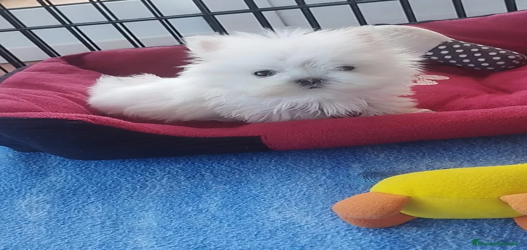 Imagen de galería {{count}}