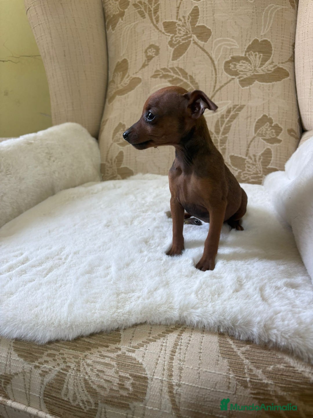 Pinscher Miniatura perros en venta: Pinscher Miniatura cachorros de ensueño - Imagen 14
