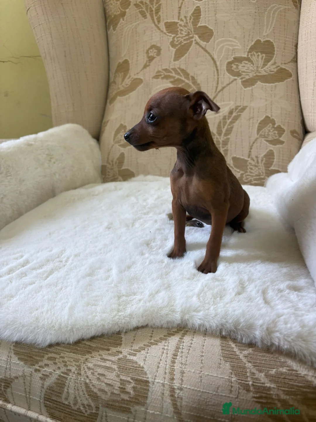 Pinscher Miniatura perros en venta: Pinscher Miniatura cachorros de ensueño - Anuncio 14