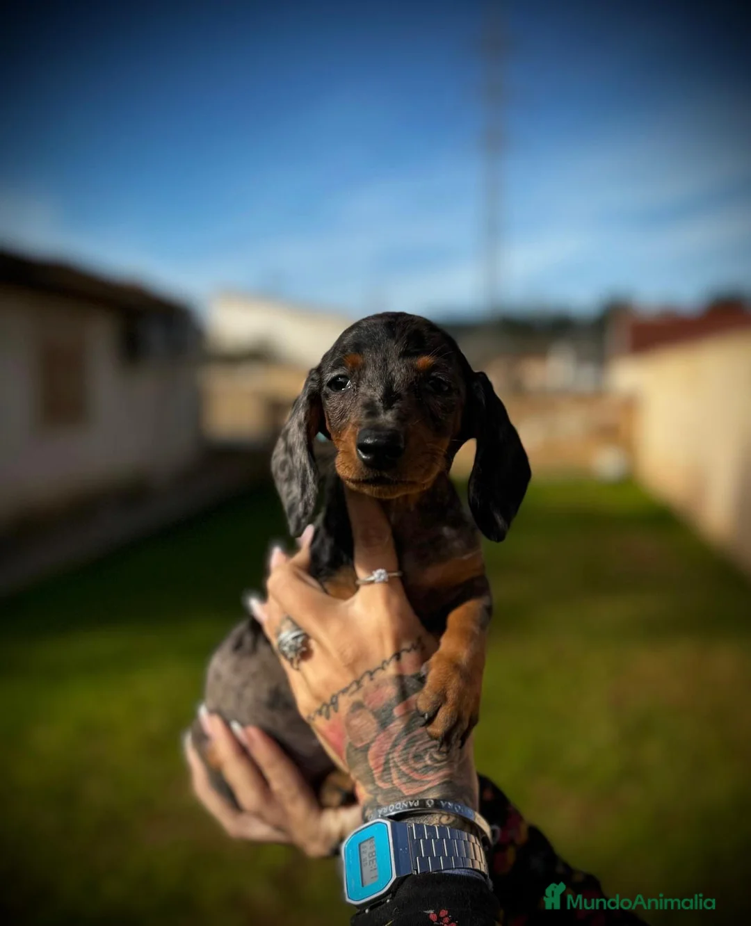 Teckel Miniatura perros en venta: Teckel micro en Illes Balears - Anuncio 7