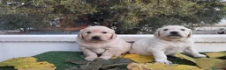 Golden Retriever perros en venta: Gran Camada de Golden Retriever - Anuncio 8