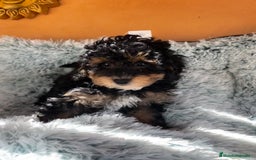 Caniche Toy perros en venta: Caniche toy phantom  - Imagen 2