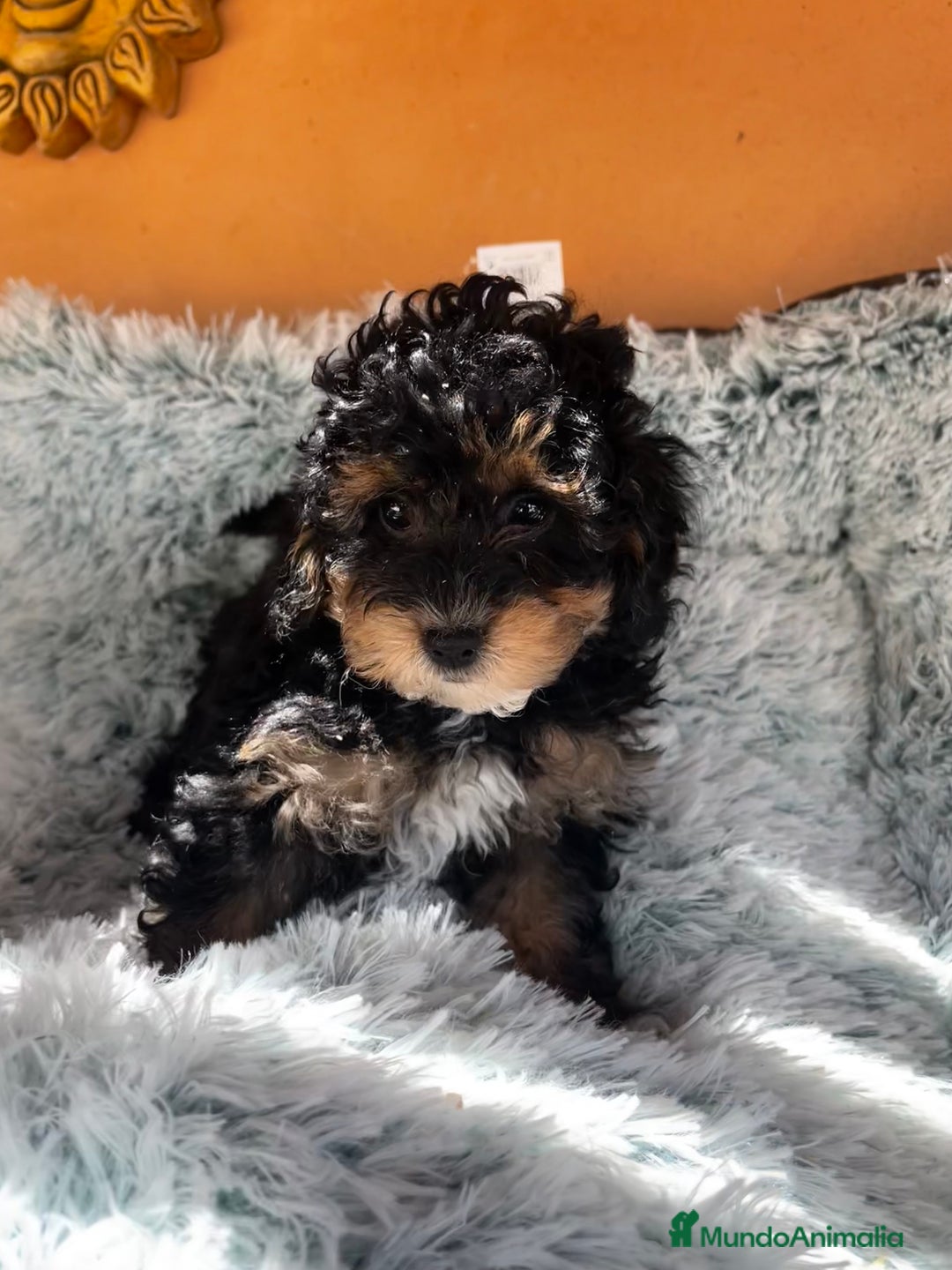 Caniche Toy perros en venta: Caniche toy phantom  - Imagen 2