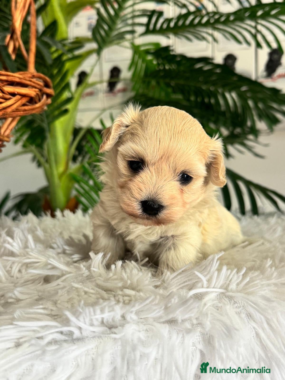 Maltipoo perros MALTIPOO HEMBRA 🎀 - Anuncio 1