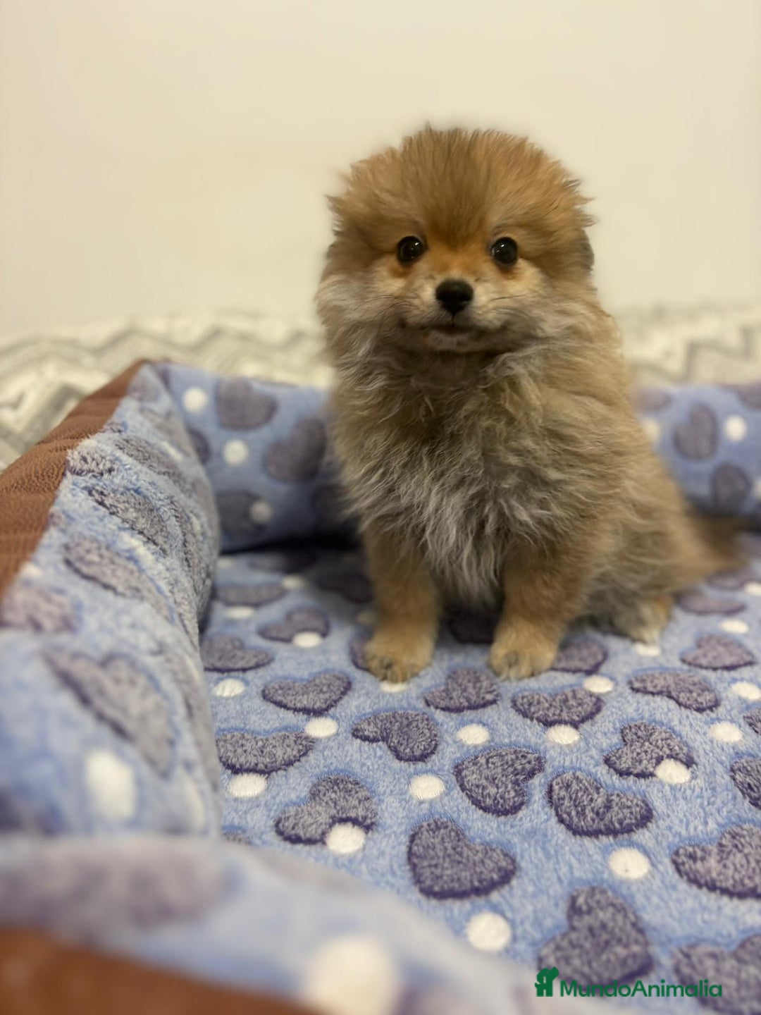 Pomerania perros en venta: Poo pomerania osito - Imagen 4
