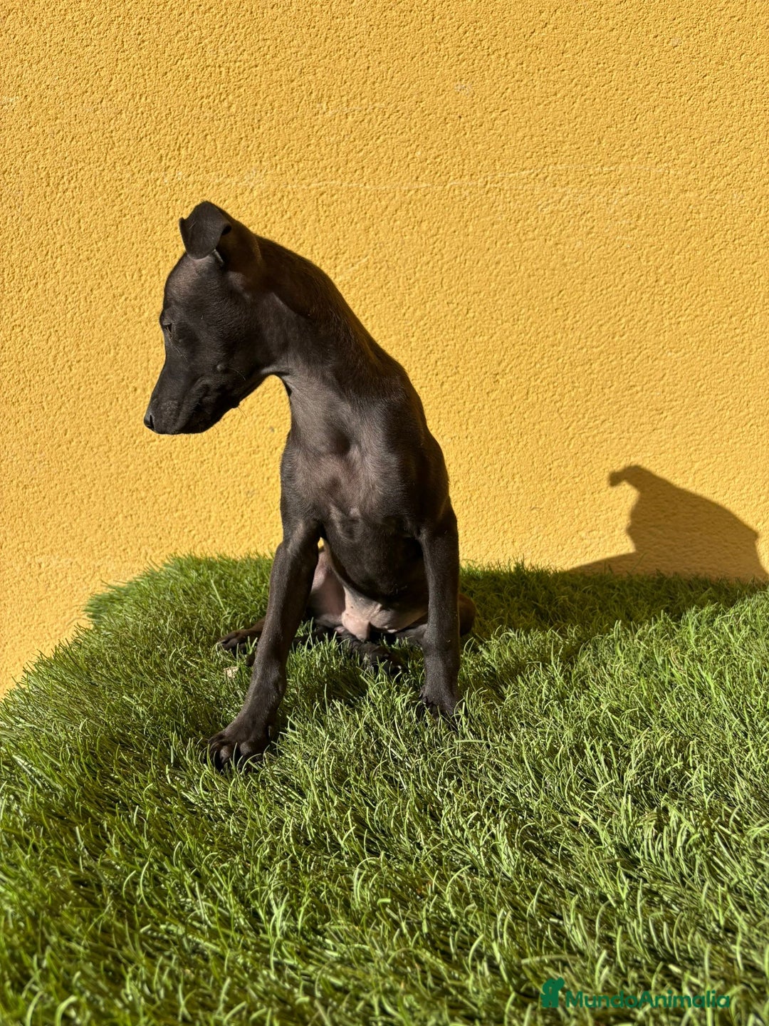 Pequeño Lebrel Italiano perros en venta: Galgo piccolo Lebrel Italilano macho - Imagen 1