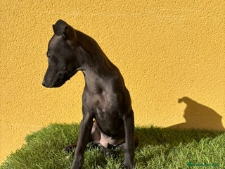 Pequeño Lebrel Italiano perros - Anuncio 1