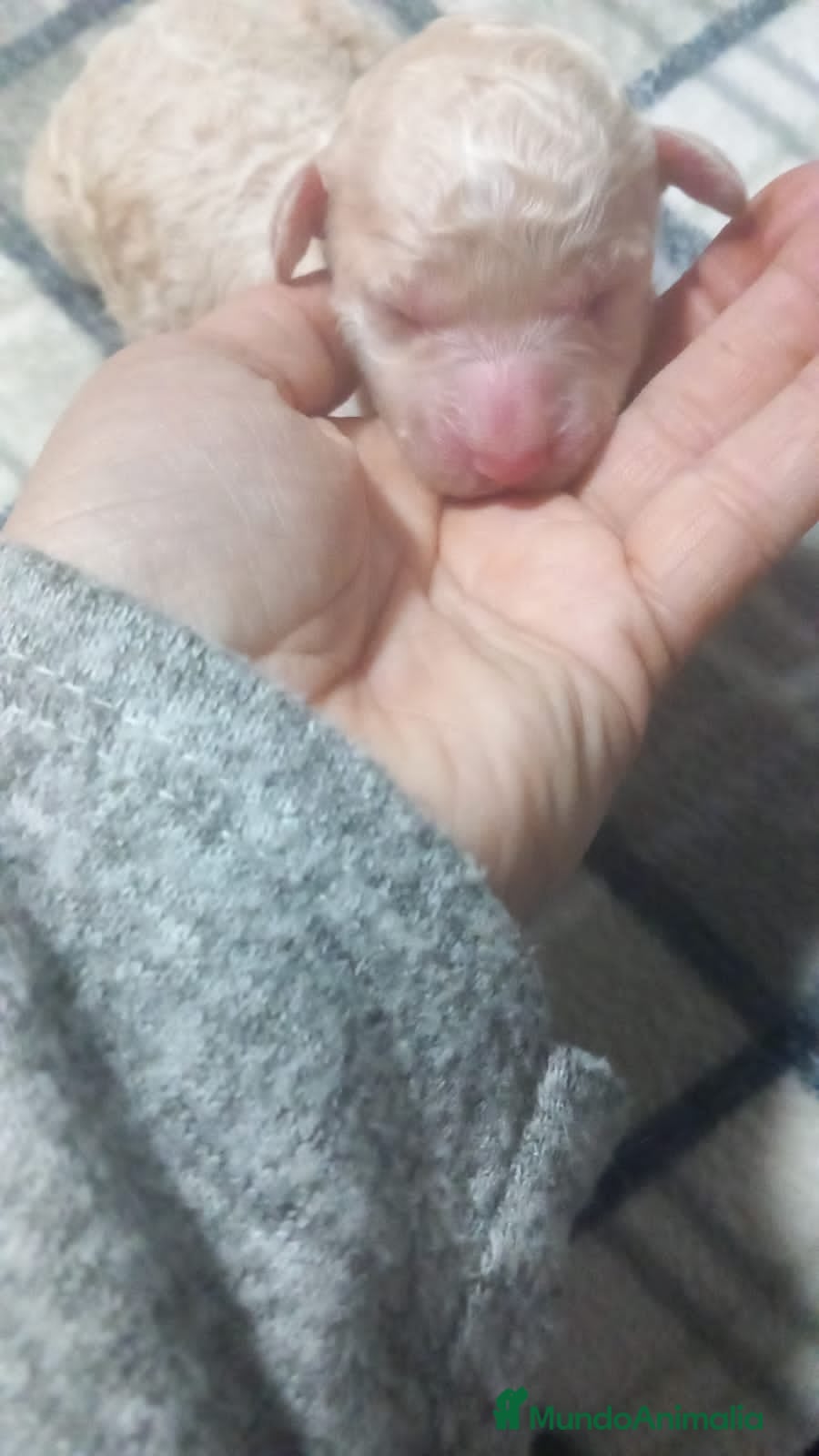 Perro de Agua Español perros Machito claro PDA - Anuncio 2