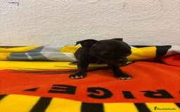 Chihuahua perros en venta: Chihuahua toy - Imagen 27