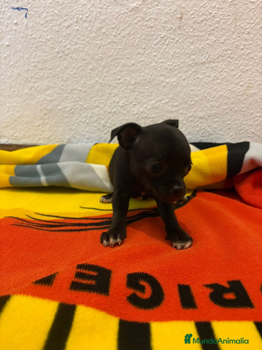 Chihuahua perros en venta: Chihuahua toy - Imagen 27