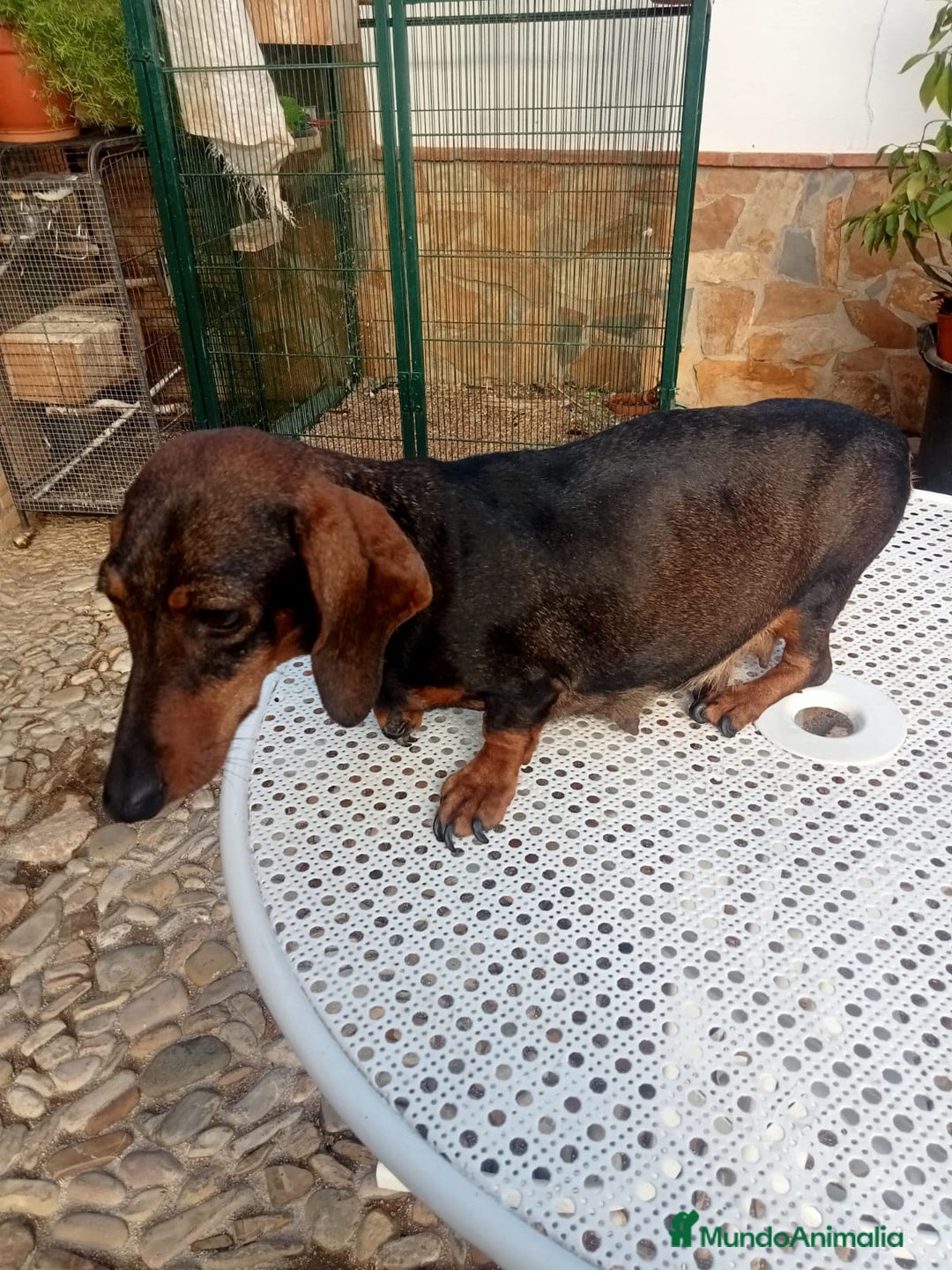 Teckel Miniatura perros en venta: Teckel miniatura - Anuncio 2