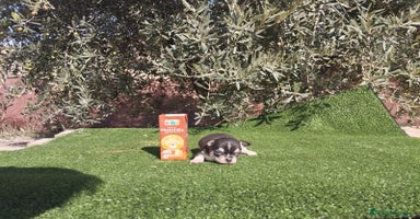 Chihuahua perros - Anuncio 8