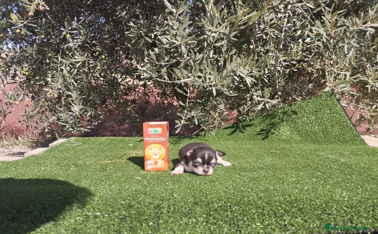 Chihuahua perros - Anuncio 13