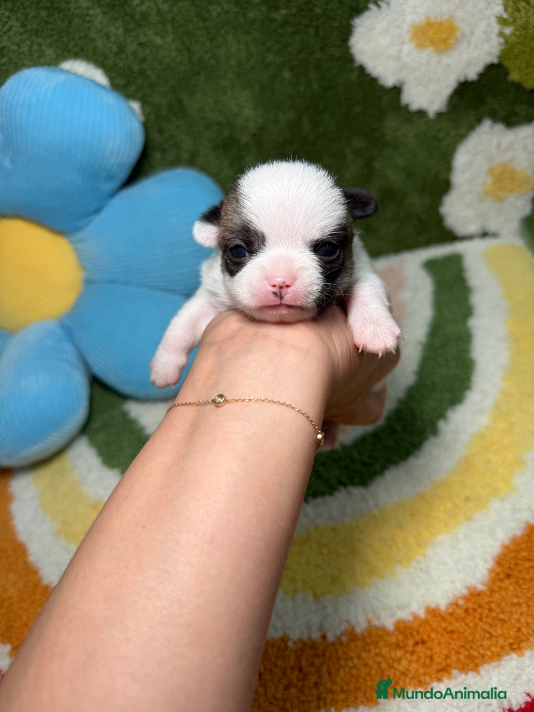 Chihuahua perros en venta: Chihuahua Macho - Imagen 3