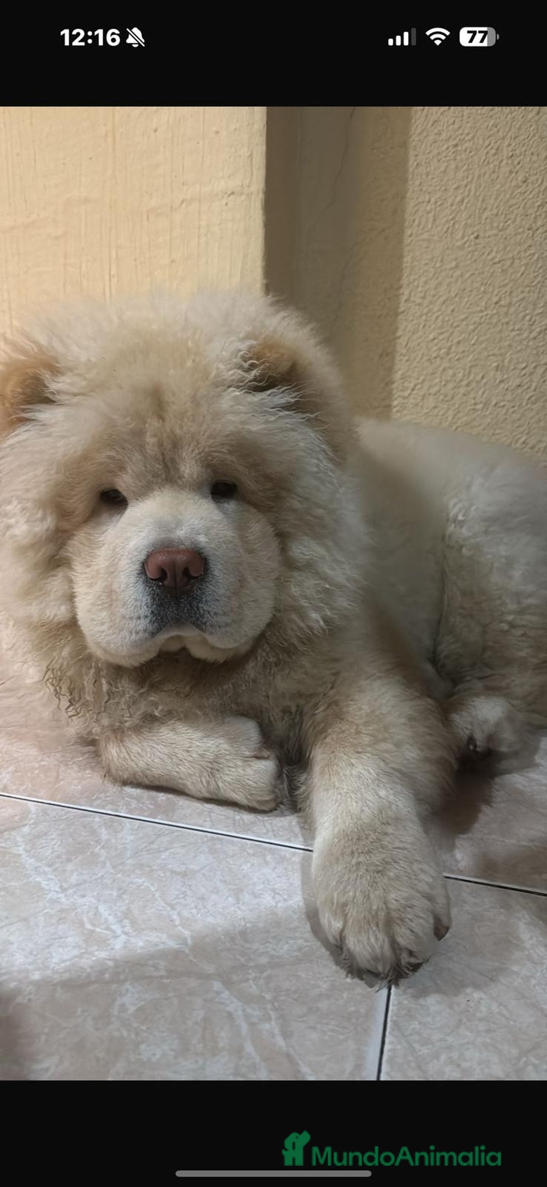Chow Chow perros en venta: Preciosa camada de Chow chow - Imagen 4