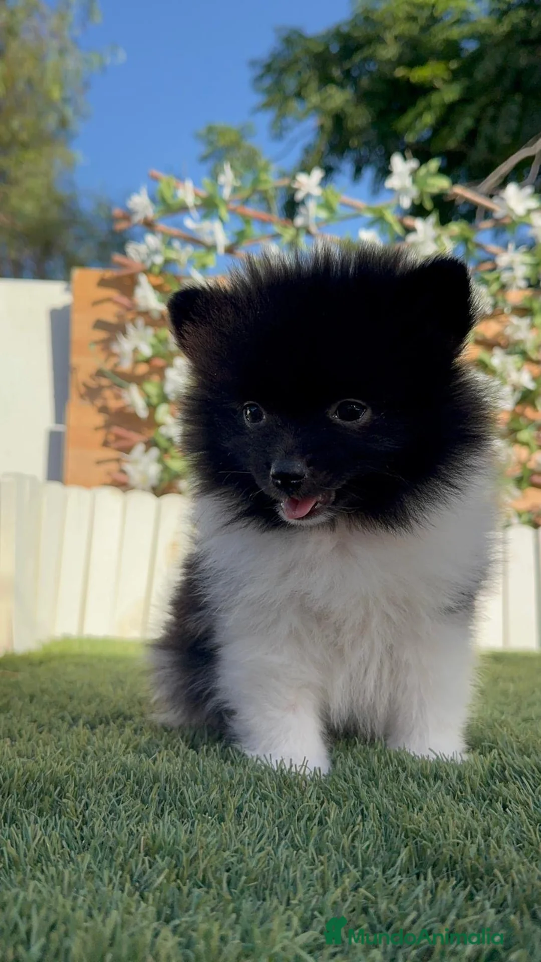 Pomerania perros en venta: POMERANIA - Anuncio 24