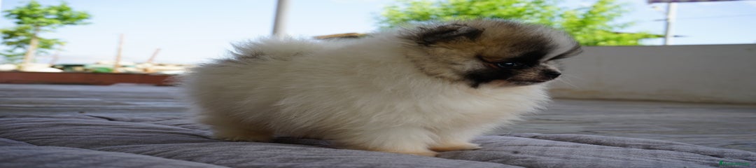 TIVOLY