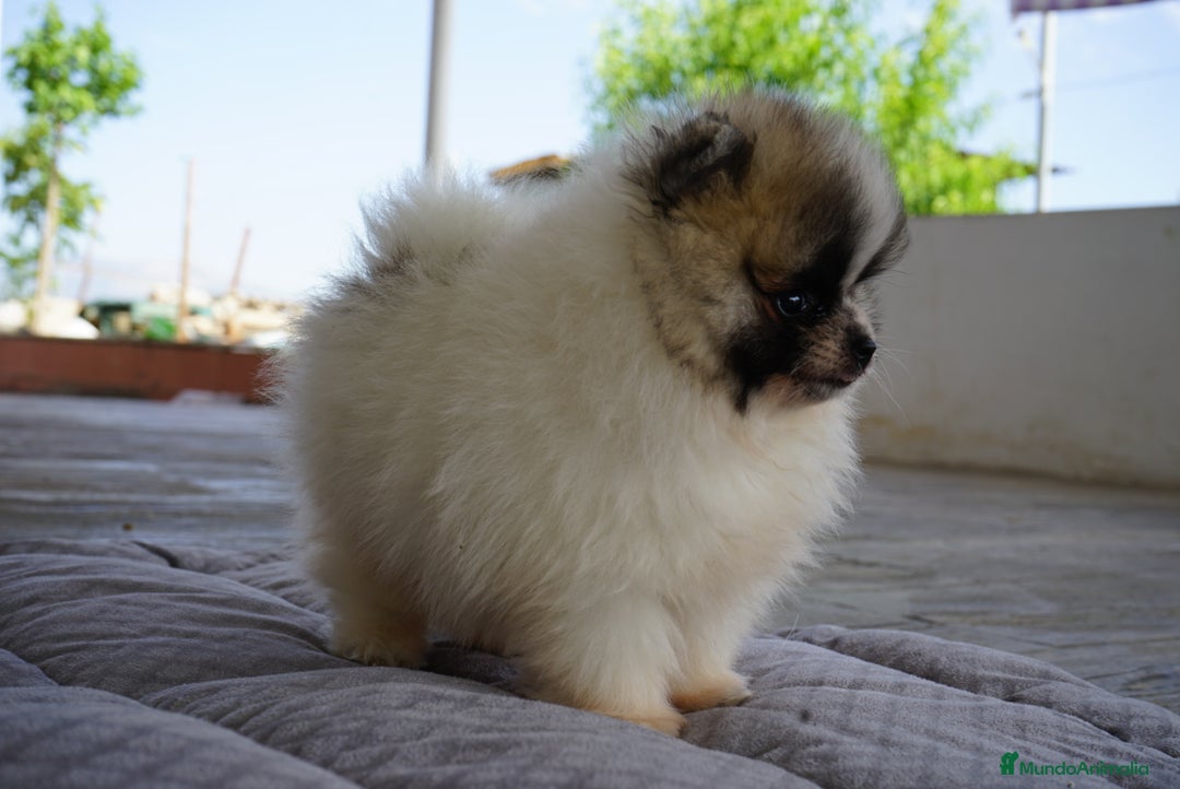 Pomerania perros en venta: 🌟 PEQUEÑOS Y SIMPÁTICOS POMERANIA 🌟 - Imagen 2
