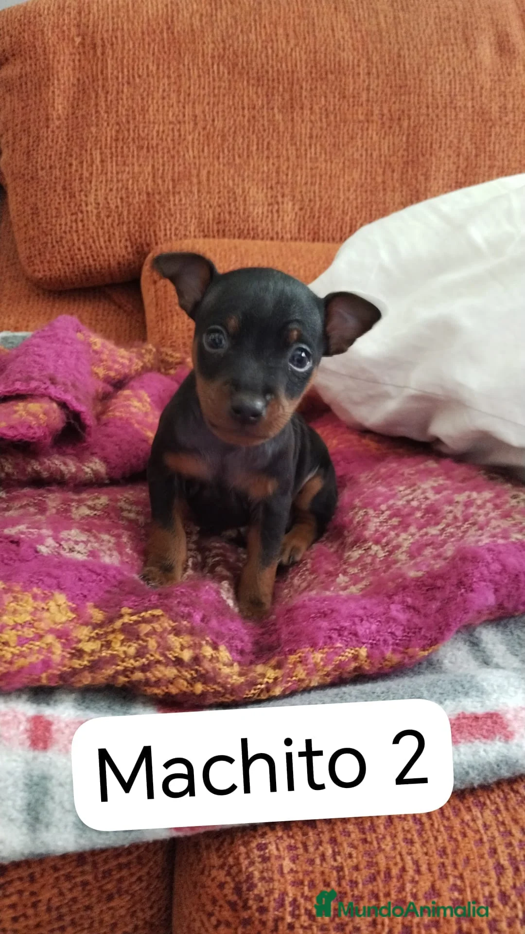 Imagen de galería {{count}}