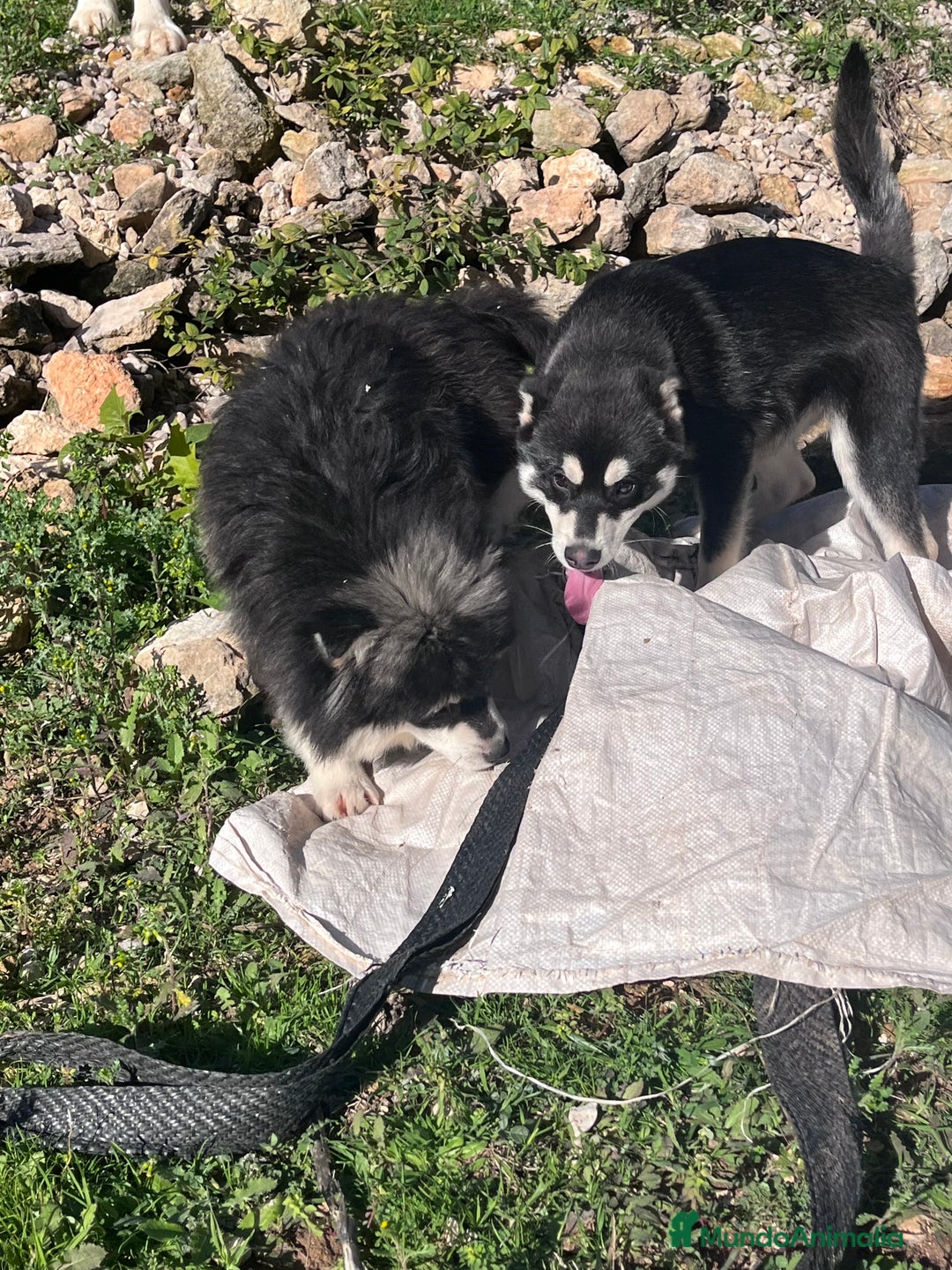 Pomsky perros en venta: Pomsky multigeneracional  - Anuncio 7