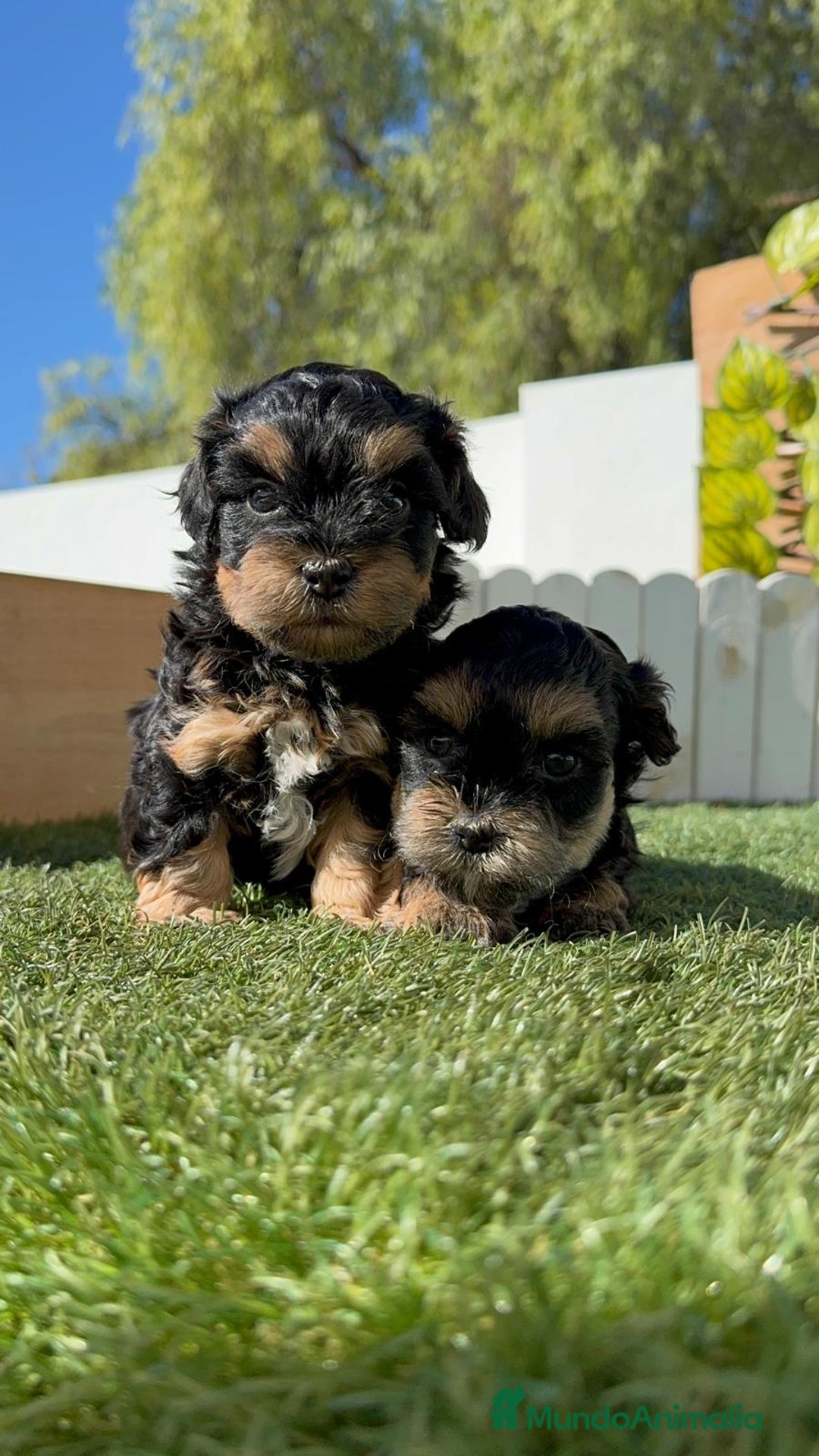 Raza Mixta perros en venta: YORKIPOO - Imagen 1