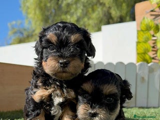 Raza Mixta perros - Anuncio 9