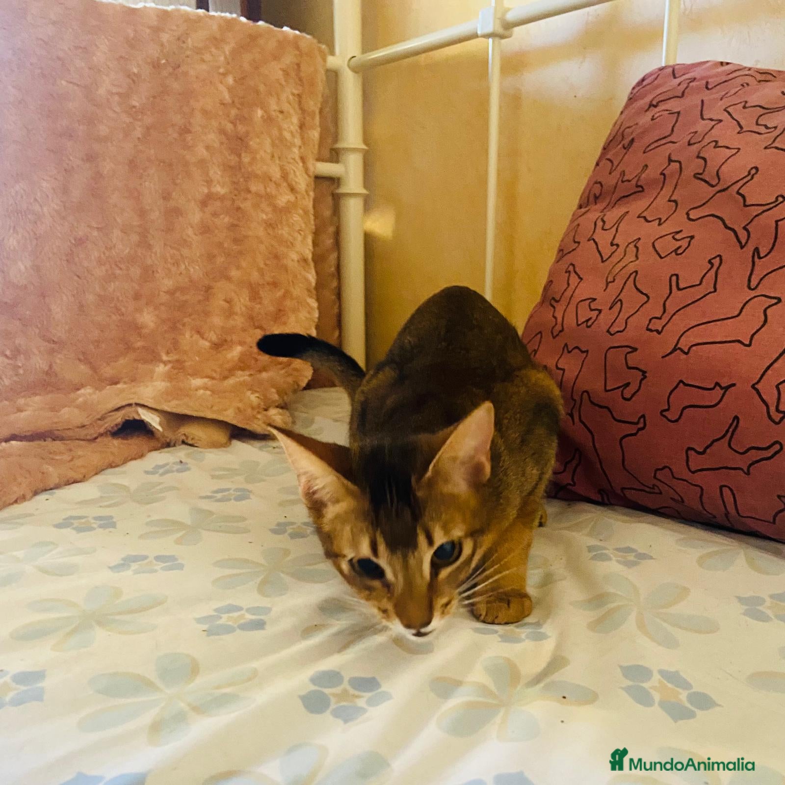 Abisinio gatos  Abisinio Hembra de Santa 4178 - AQUANATURA en Barcelona - Anuncio 2