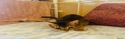 Abisinio gatos en venta:  Abisinio Hembra de Santa 4178 - AQUANATURA en Barcelona - Anuncio 2
