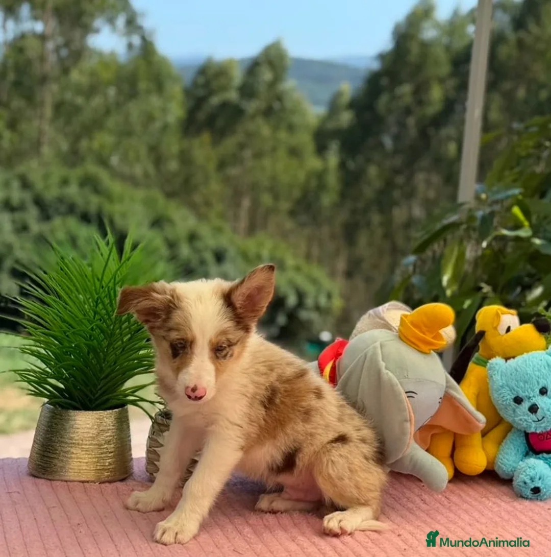 Border Collie perros en venta: Border collie merle machos - Anuncio 2