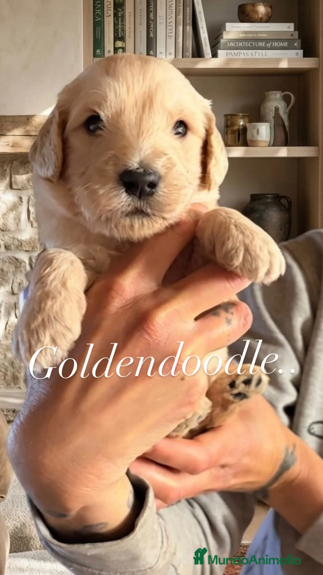 Goldendoodle perros en venta: Goldendoodle f1 - Anuncio 1