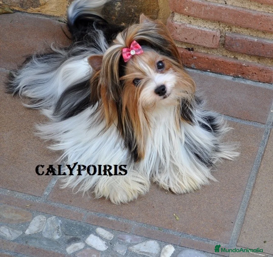 Imagen de galería {{count}}