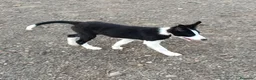 Border Collie perros en venta: Border Collie - Anuncio 5