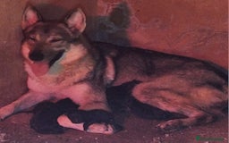 Raza Mixta perros en venta: PERRO LOBO AMERICANO  - Imagen 3